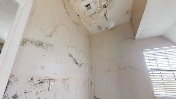 Best Forensic Mold Investigation  in Stonebridge, NJ