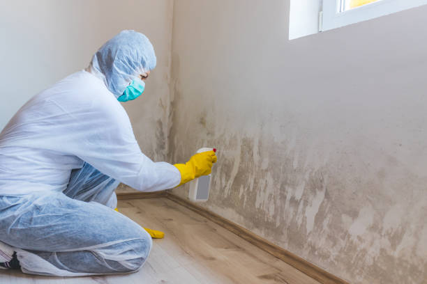 Best Mold Damage Restoration  in Stonebridge, NJ