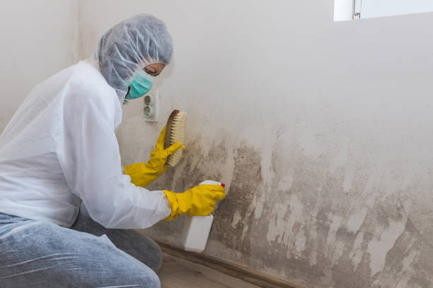 Best Comprehensive Air Testing for Mold Contaminants  in Stonebridge, NJ