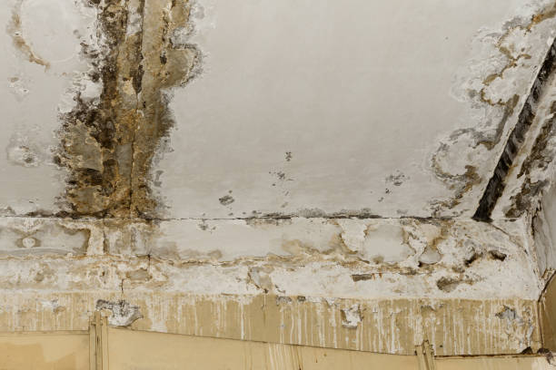 Best HVAC Mold Inspection and Cleaning  in Stonebridge, NJ