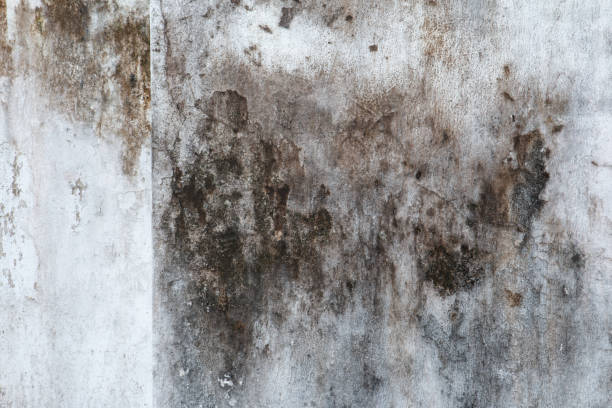 Best Crawl Space Mold Remediation  in Stonebridge, NJ