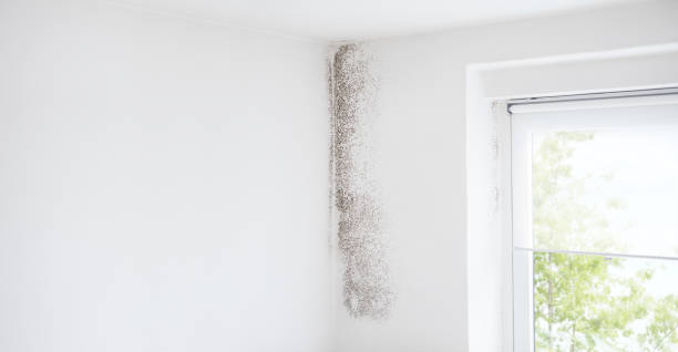 Best Mold Prevention Services  in Stonebridge, NJ