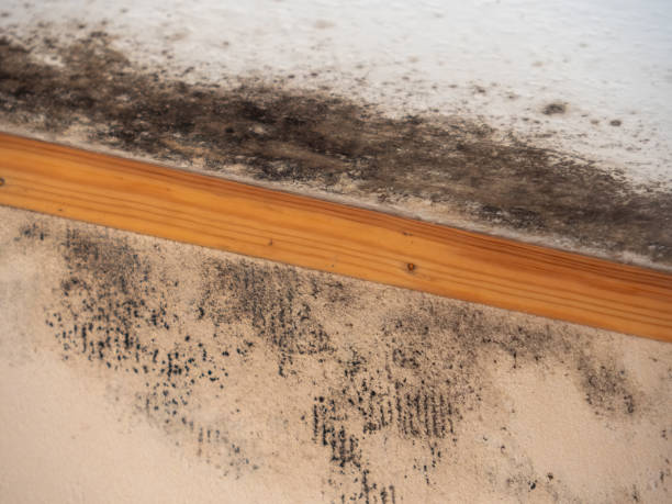 Best Mold Removal for HVAC Installations  in Stonebridge, NJ