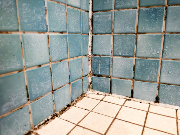 Best Emergency Mold Remediation  in Stonebridge, NJ