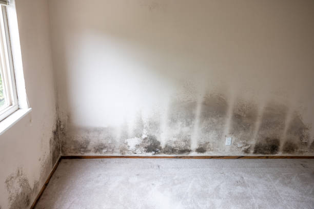 Best Real Estate Mold Inspection  in Stonebridge, NJ