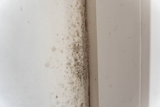 Best Post-Construction Mold Inspection  in Stonebridge, NJ