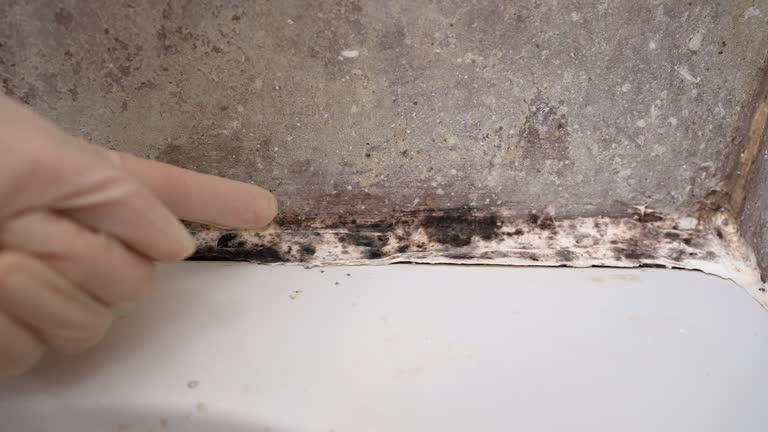 Professional Mold Removal in Stonebridge, NJ